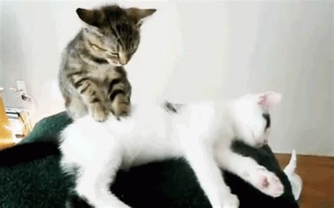 Pussy Massage Porn GIFs 